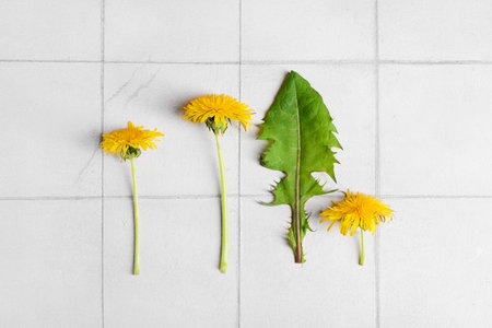 Yellow dandelion flowers and leaf on light tile backgroundの写真素材