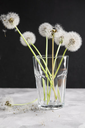 Glass with white dandelion flowers on table against dark backgroundの写真素材