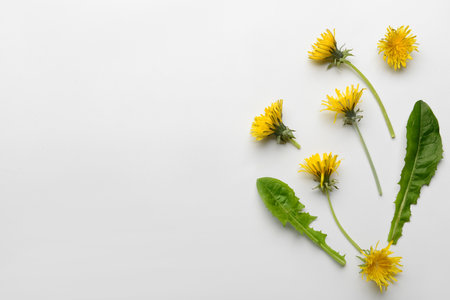 Composition with yellow dandelion flowers and leaves on white backgroundの写真素材