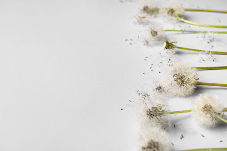 Composition with beautiful dandelion flowers and seeds on white backgroundの写真素材