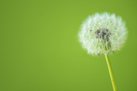 White dandelion flower on green background, closeupの写真素材
