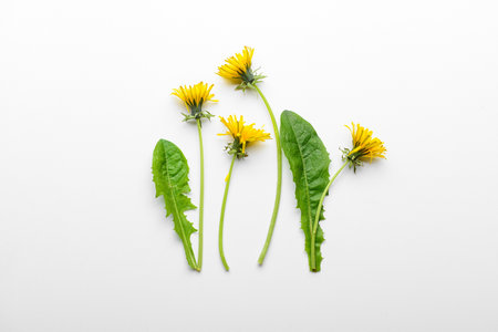 Composition with yellow dandelion flowers and leaves on white backgroundの写真素材
