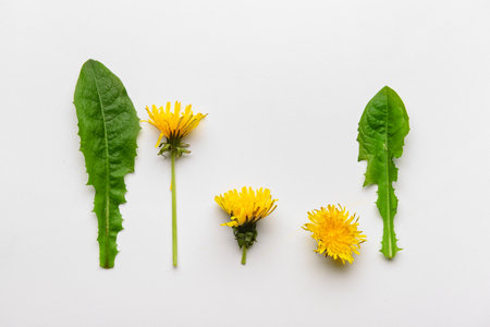 Composition with yellow dandelion flowers and leaves on white backgroundの写真素材