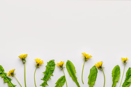 Composition with yellow dandelion flowers and leaves on white backgroundの写真素材