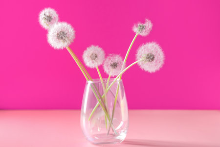 Vase with white dandelion flowers on pink backgroundの写真素材
