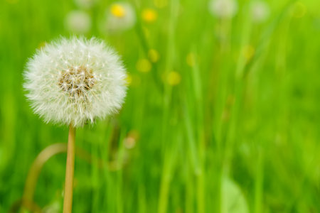 White dandelion flower growing in green grass, closeupの写真素材