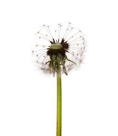 Dandelion flower isolated on white background, closeupの写真素材