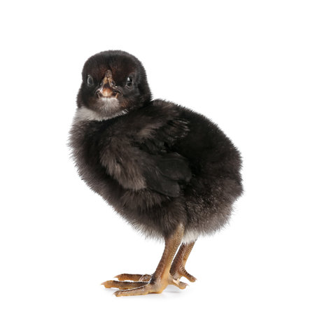 Cute little chick on white backgroundの写真素材