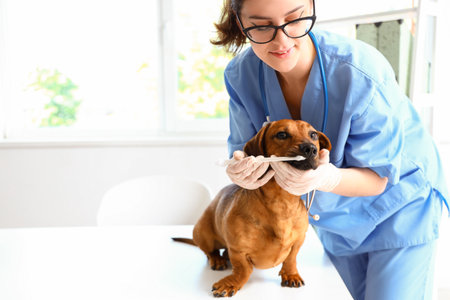 Female veterinarian brushing teeth of dachshund dog in clinicの写真素材