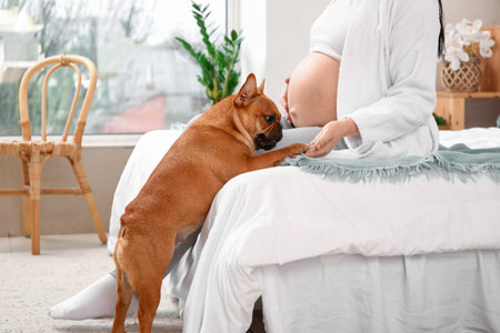 Young pregnant woman with French bulldog in bedroomの写真素材