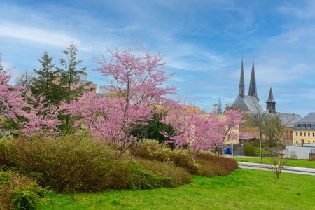 View of city street with blossoming treesの写真素材