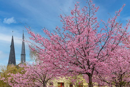 Blossoming Sakura trees on cloudy dayの写真素材
