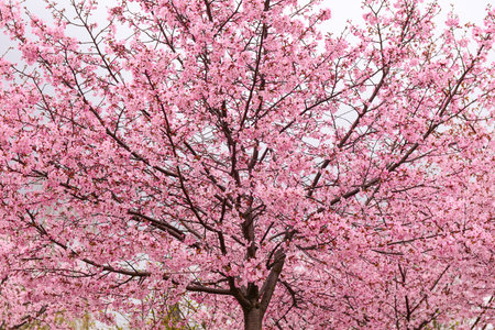 Blossoming Sakura tree on cloudy dayの写真素材