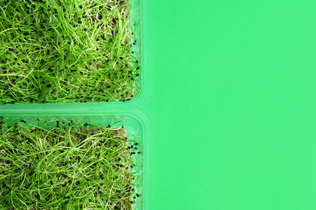 Plastic containers with fresh micro greens on color background, closeupの写真素材