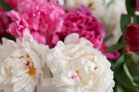Bouquet of blooming peony flowers, closeupの写真素材