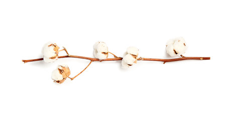 Beautiful cotton flower branch on white backgroundの写真素材