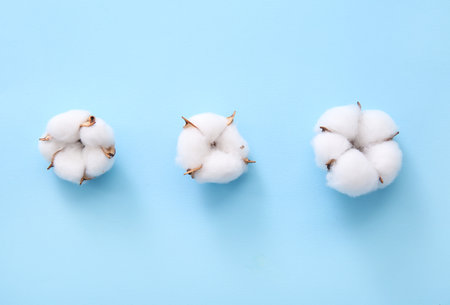 Cotton flowers on blue backgroundの写真素材