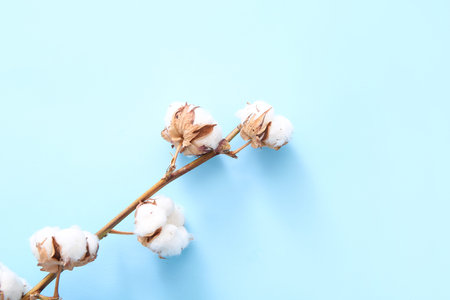 Cotton sprig on blue backgroundの写真素材