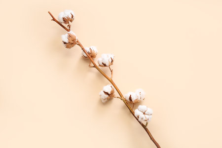 Cotton sprig on beige backgroundの写真素材