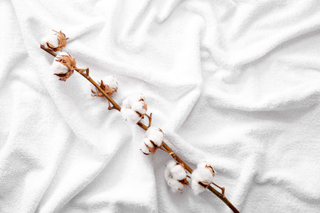 Cotton sprig on white blanketの写真素材