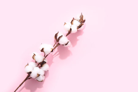 Cotton sprigs on pink backgroundの写真素材
