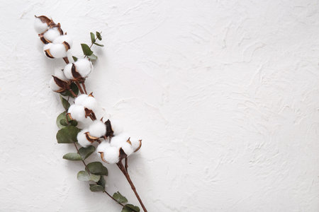 Cotton sprig and eucalyptus on white grunge backgroundの写真素材