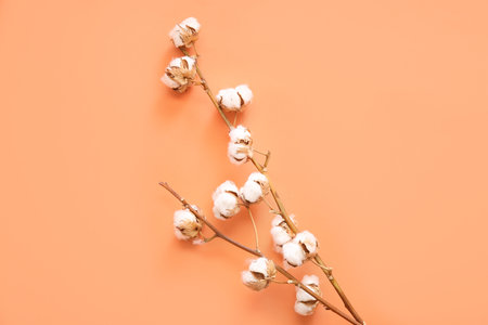 Cotton sprigs on orange backgroundの写真素材