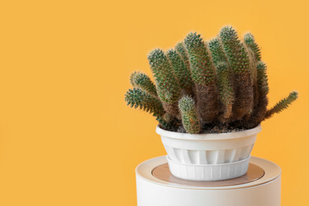Pot with cacti on yellow backgroundの写真素材