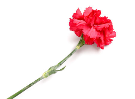 Red carnation on white backgroundの写真素材