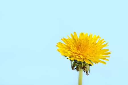 Dandelion flower on blue backgroundの写真素材