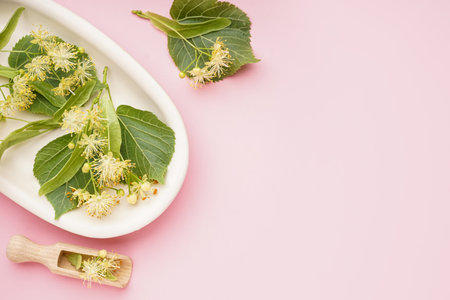 Plate with fresh linden flowers and leaves on pink backgroundの写真素材