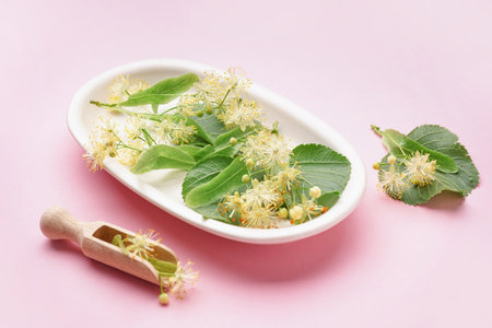 Plate with fresh linden flowers and leaves on pink backgroundの写真素材