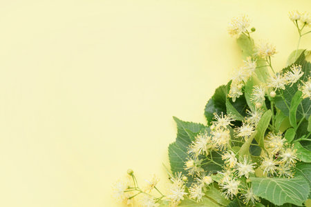Fresh linden flowers on color backgroundの写真素材