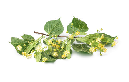 Blooming linden branch with green leaves isolated on white backgroundの写真素材
