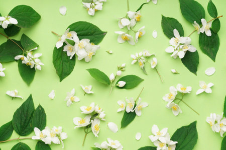 Composition with beautiful jasmine flowers and leaves on green backgroundの写真素材