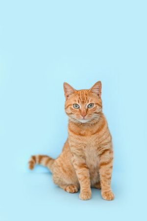 Cute ginger cat on blue backgroundの写真素材