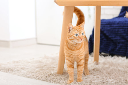 Cute ginger cat at home, closeupの写真素材