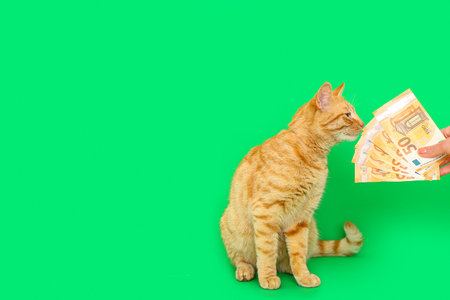 Cute ginger cat and female hand with euro banknotes on green backgroundの写真素材