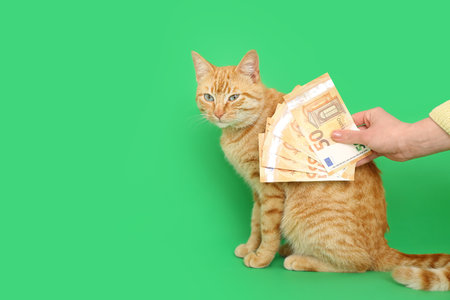 Cute ginger cat and female hand with euro banknotes on green backgroundの写真素材