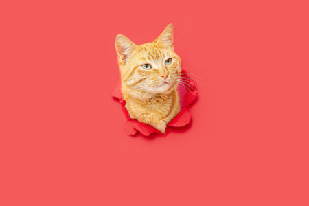 Cute ginger cat visible through hole in red paperの写真素材