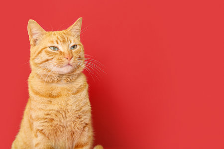 Cute ginger cat on red background, closeupの写真素材