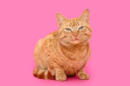 Cute ginger cat on pink backgroundの写真素材