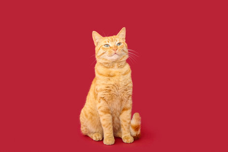 Cute ginger cat on red backgroundの写真素材