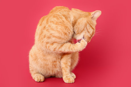 Cute ginger cat on red backgroundの写真素材