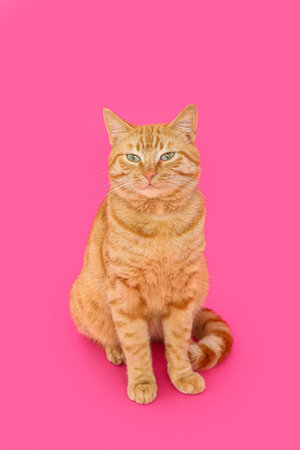 Cute ginger cat on pink backgroundの写真素材