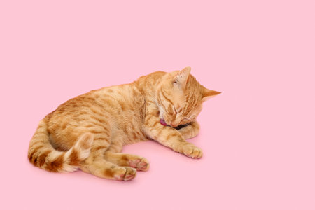 Cute ginger cat lying on pink backgroundの写真素材