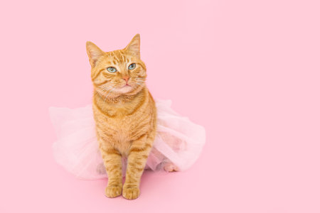 Cute ginger cat with tutu on pink backgroundの写真素材