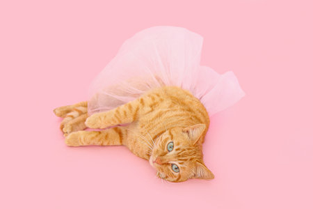 Cute ginger cat with tutu on pink backgroundの写真素材