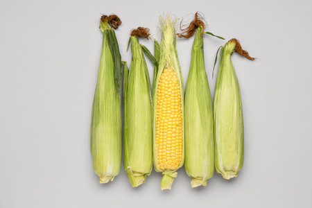 Fresh corn cobs on gray background