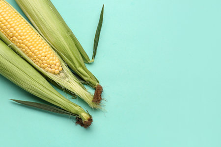 Fresh corn cobs on blue backgroundの写真素材